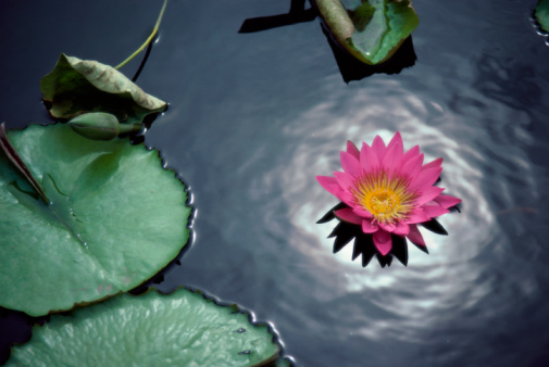 The Jewel is at the Heart of the Lotus